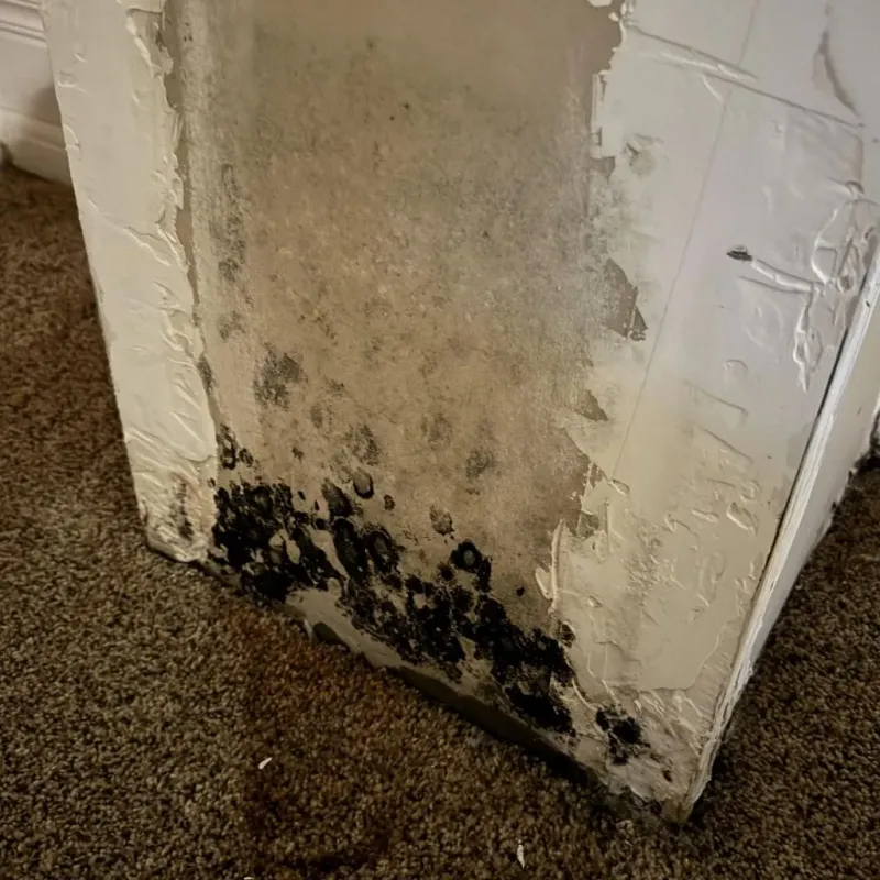Professional Mold Removal in San Leon, TX